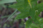 Canada goldenrod